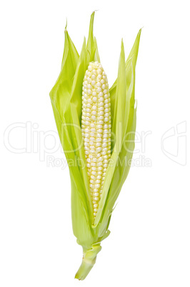 Corncob