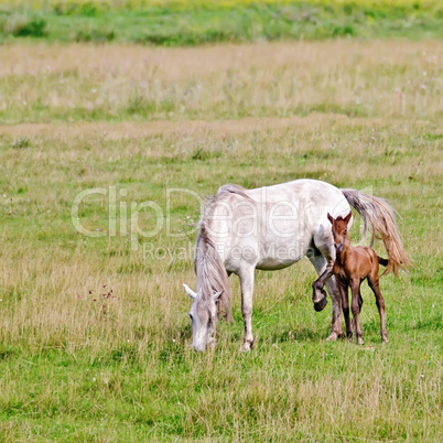 Horse white with bay foal on meadow