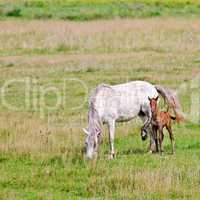 Horse white with bay foal on meadow