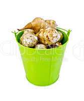Jerusalem artichokes in a green bucket