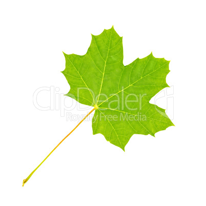 Leaf maple fresh
