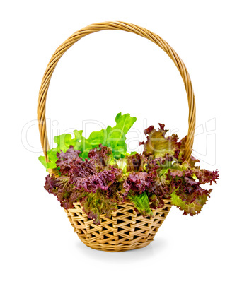 Lettuce green and red in a wicker basket