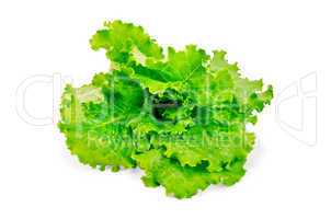 Lettuce green