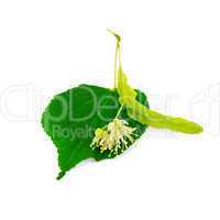 Linden flower with leaf
