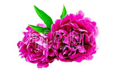 Peonies bright pink with leaf