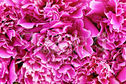 Peony pink texture