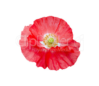 Poppy red with white center and yellow stamens