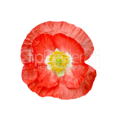 Poppy red with yellow stamens