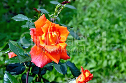 Rose orange on a background of grass