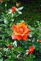 Rose orange on the flowerbed