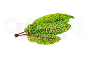 Sorrel green with red veins
