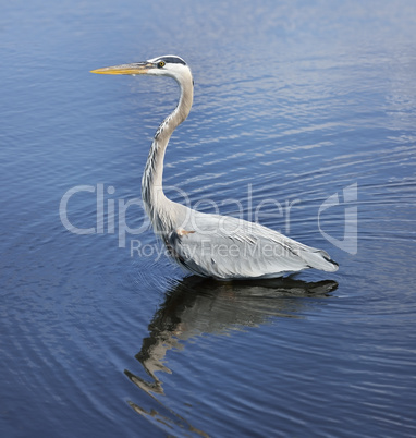 great blue heron