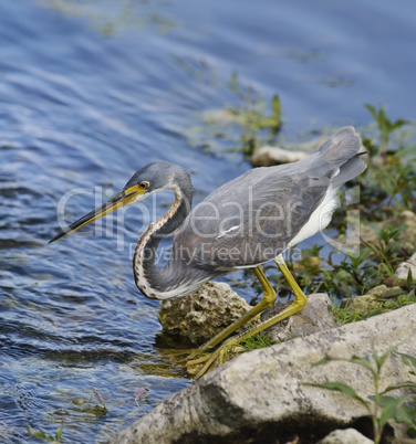 tricolored heron