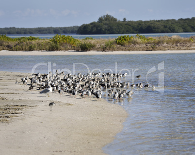 bird colony on the seashore