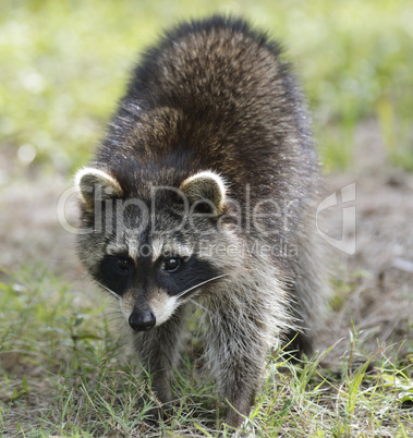 raccoon