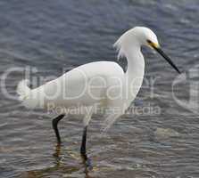 snowy egret (egretta thula)