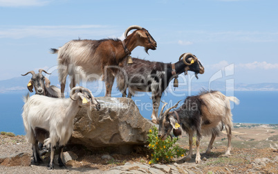 ziegen auf einem felsblock goats on a boulder