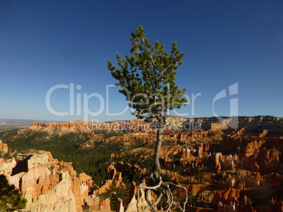 Baum im Bryce Canyon Nationalpark