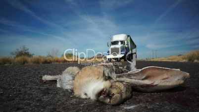 roadkill rabbit truck passing