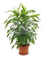 Chlorophytum - evergreen perennial flowering plants
