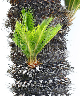 Bulb growing near the trunk of a cycas revoluta