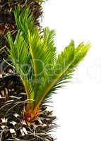 Bulb growing near the trunk of a cycas revoluta