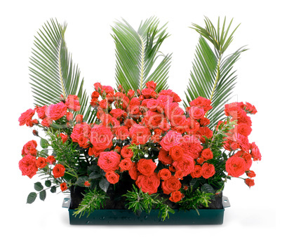 Flowerpot with small red roses and branches of cycas revoluta