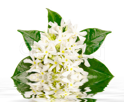 Jasmine flowers with reflection in water