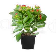 Kalanchoe flowering plant in pot