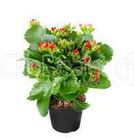 Kalanchoe flowering plant in pot