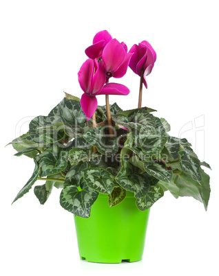 Cyclamen flowerpot