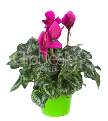 Cyclamen flowerpot