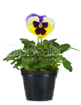 Beautiful pansies in flowerpot isolated on a white