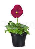 Beautiful pansies in flowerpot isolated on a white