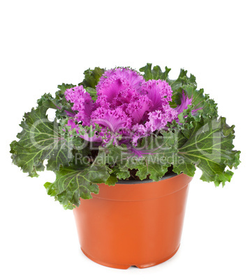 Ornamental Purple Kale or cabbage