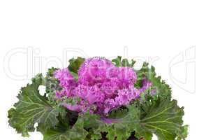 Ornamental Purple Kale or cabbage