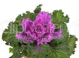 Ornamental Purple Kale or cabbage