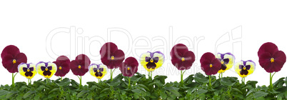 Row of pansies isolated on a white