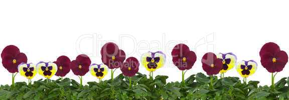 Row of pansies isolated on a white