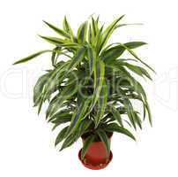 Chlorophytum - evergreen perennial flowering plants