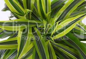 Chlorophytum - evergreen perennial flowering plants