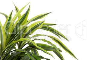 Chlorophytum - evergreen perennial flowering plants