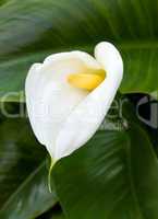 White Calla lilies with leaf