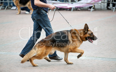Walking dog with german shepherd