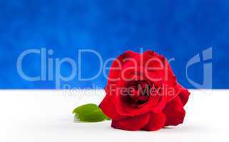 One red rose on white table