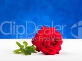 One red rose on white table