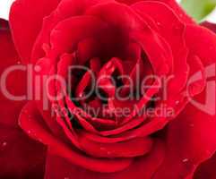 Macro of red rose