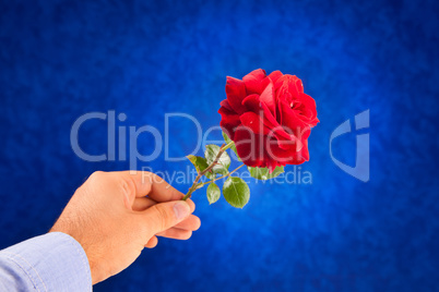 Giving a red rose
