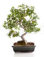 Bonsai tree