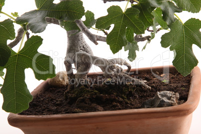 Roots of bonsai fig tree